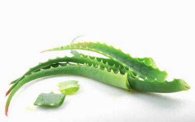 Aloe Vera Beyaz Arkaplanda