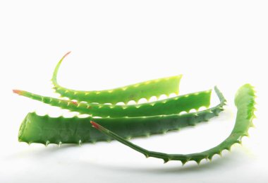 Aloe Vera Beyaz Arkaplanda