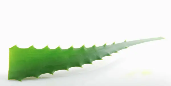 Aloe Vera Fehér Háttér — Stock Fotó