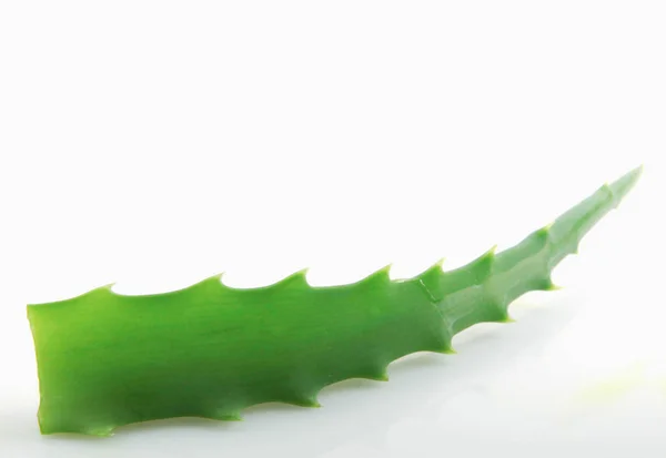 Aloe Vera Sobre Fondo Blanco —  Fotos de Stock