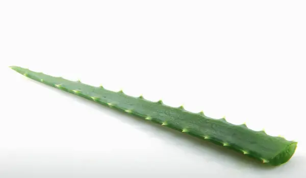 Aloe Vera Bílém Pozadí — Stock fotografie