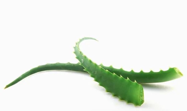 Aloe Vera White Background — Stock Photo, Image