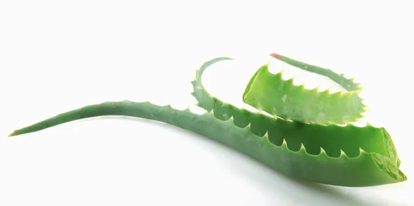 Aloe Vera Fundo Branco — Fotografia de Stock