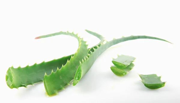 Aloe Vera White Background — Stock Photo, Image