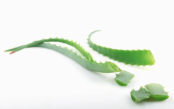 Aloe Vera White Background — Stock Photo, Image