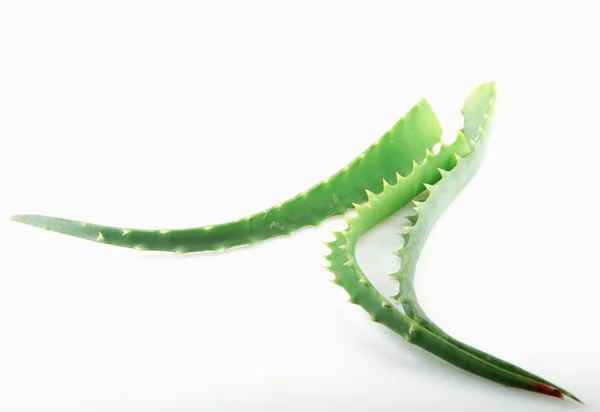 Aloe Vera Fundo Branco — Fotografia de Stock