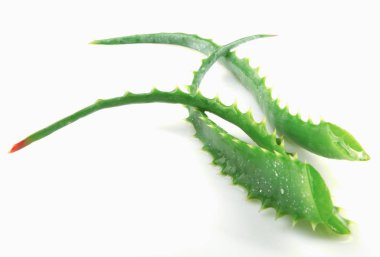 Aloe Vera Beyaz Arkaplanda