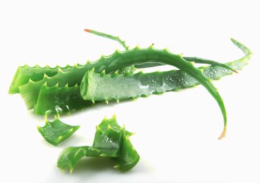 Aloe Vera Beyaz Arkaplanda