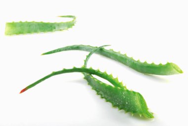 Aloe Vera Beyaz Arkaplanda