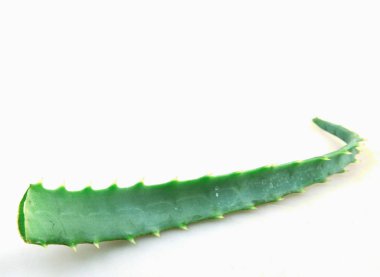 Aloe Vera Beyaz Arkaplanda
