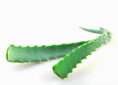Aloe Vera Beyaz Arkaplanda