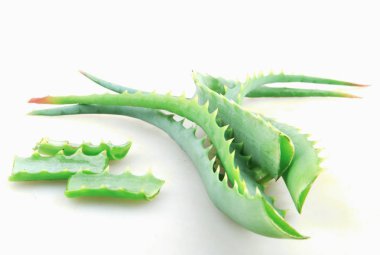 Aloe Vera Beyaz Arkaplanda