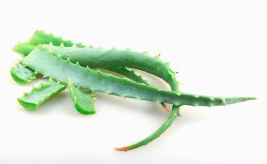 Aloe Vera Beyaz Arkaplanda