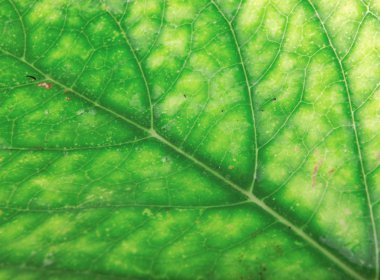 Yeşil yeşillik doku stok fotoğraf