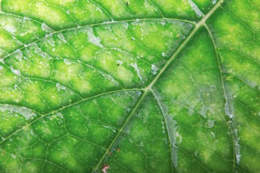 Yeşil yeşillik doku stok fotoğraf