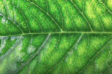 Yeşil yeşillik doku stok fotoğraf