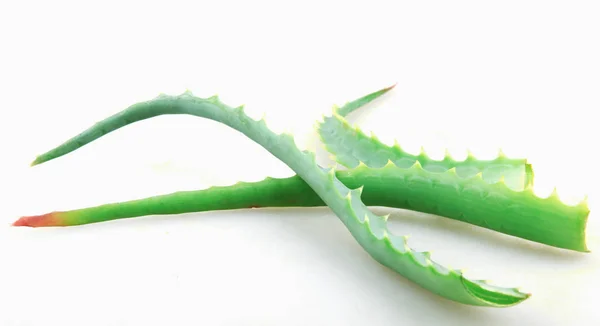 Aloe Vera Fundo Branco — Fotografia de Stock