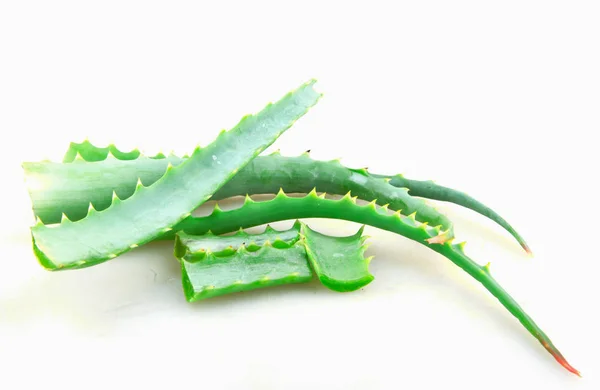 Aloe Vera Latar Belakang Putih — Stok Foto