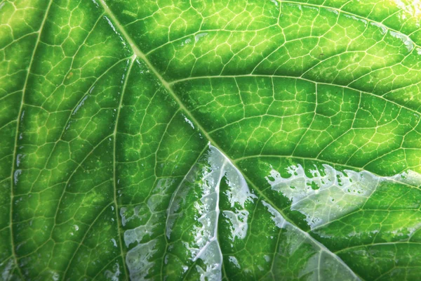 Зеленая Текстура Листвы — стоковое фото
