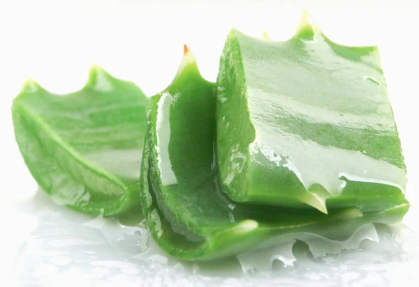 Aloe Vera Bílém Pozadí — Stock fotografie