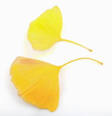 Ginkgo Yaprağı Beyaz Arkaplanda İzole Edildi.