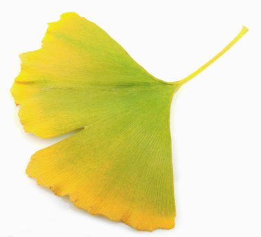 Ginkgo Yaprağı Beyaz Arkaplanda İzole Edildi.