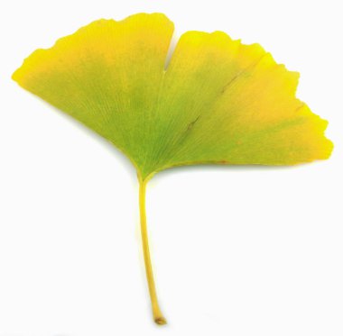Ginkgo Yaprağı Beyaz Arkaplanda İzole Edildi.