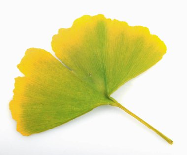Ginkgo Yaprağı Beyaz Arkaplanda İzole Edildi.