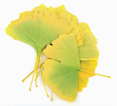 Ginkgo Yaprağı Beyaz Arkaplanda İzole Edildi.