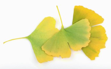 Ginkgo Yaprağı Beyaz Arkaplanda İzole Edildi.