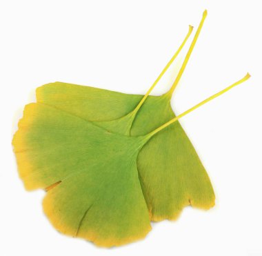 Ginkgo Yaprağı Beyaz Arkaplanda İzole Edildi.