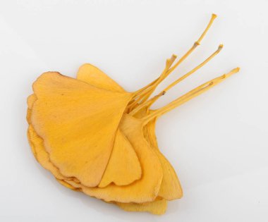 Ginkgo Yaprağı Beyaz Arkaplanda İzole Edildi.