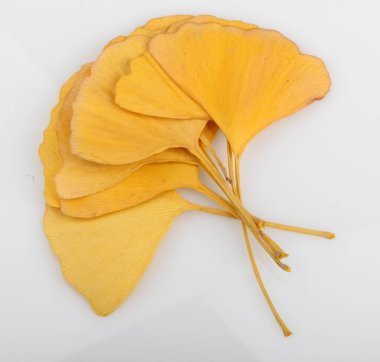 Ginkgo Yaprağı Beyaz Arkaplanda İzole Edildi.