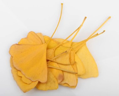 Ginkgo Yaprağı Beyaz Arkaplanda İzole Edildi.