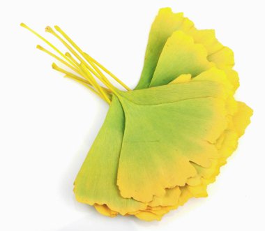 Ginkgo Yaprağı Beyaz Arkaplanda İzole Edildi.