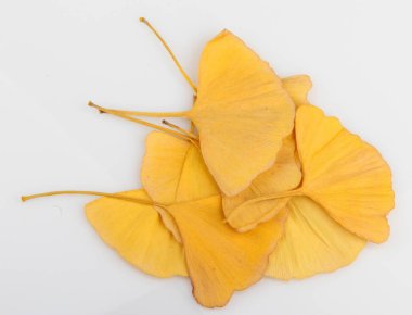 Ginkgo Yaprağı Beyaz Arkaplanda İzole Edildi.
