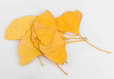 Ginkgo Yaprağı Beyaz Arkaplanda İzole Edildi.