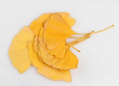 Ginkgo Yaprağı Beyaz Arkaplanda İzole Edildi.
