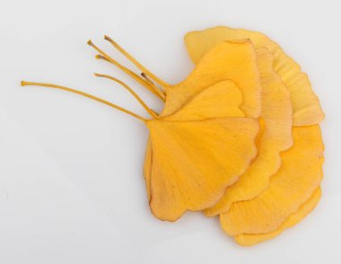 Ginkgo Yaprağı Beyaz Arkaplanda İzole Edildi.