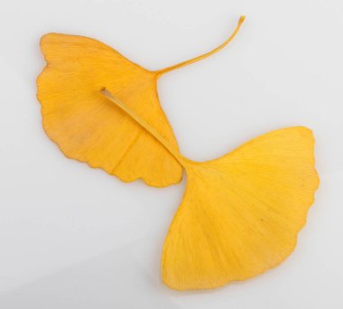 Ginkgo Yaprağı Beyaz Arkaplanda İzole Edildi.