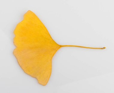 Ginkgo Yaprağı Beyaz Arkaplanda İzole Edildi.