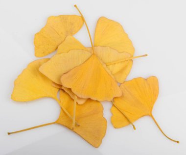 Ginkgo Yaprağı Beyaz Arkaplanda İzole Edildi.