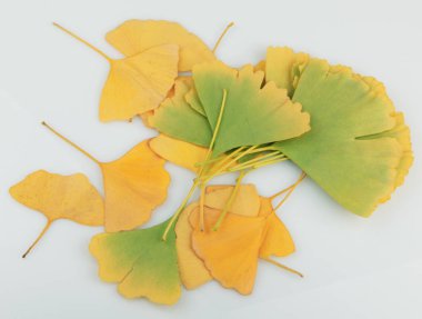 Ginkgo Yaprağı Beyaz Arkaplanda İzole Edildi.