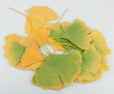 Ginkgo Yaprağı Beyaz Arkaplanda İzole Edildi.
