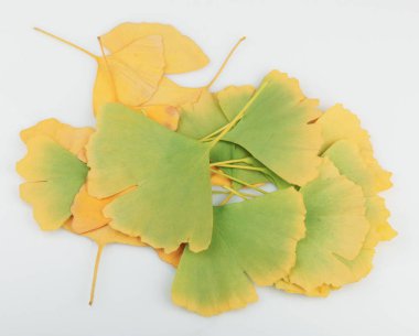 Ginkgo Yaprağı Beyaz Arkaplanda İzole Edildi.