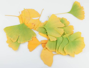 Ginkgo Yaprağı Beyaz Arkaplanda İzole Edildi.