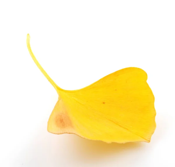 Ginkgo Leaf Isolerad Vit Bakgrund — Stockfoto