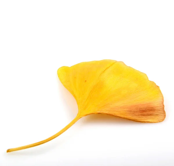 Ginkgo Blad Geïsoleerd Witte Achtergrond — Stockfoto