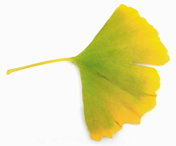 Ginkgo Blad Geïsoleerd Witte Achtergrond — Stockfoto