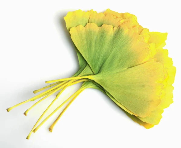 Ginkgo Leaf Isolated White Background — Stock Photo, Image